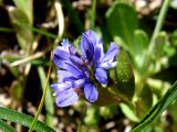 Alpen Kreuzblume